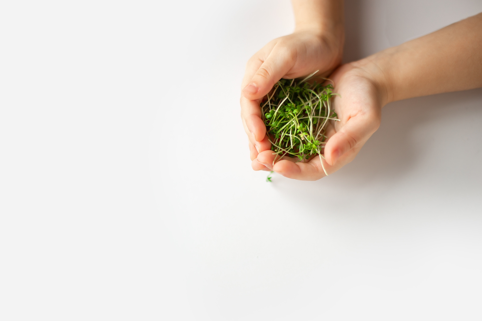 Green sprouts of watercress in the palms of a child on a white background. From above